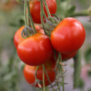 Plant tomate cerise rouge