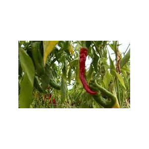 Plant de poivron long des landes