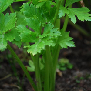 Plant aromatique céleri branche