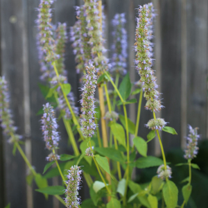 Plant aromatique agastache anisée
