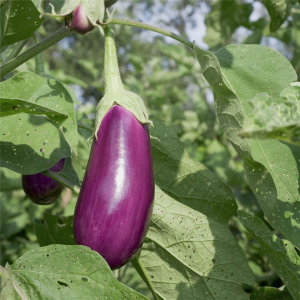 Plant aubergine de toulouse