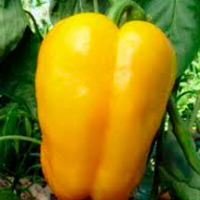 Plant poivron jaune carré d'asti