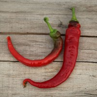 Plant poivron doux long des landes