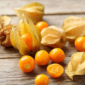 Plant physalis