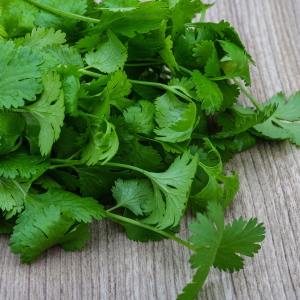 Plant aromatique coriandre