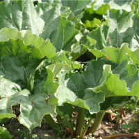 Plant vivace rhubarbe
