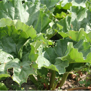 Plant vivace rhubarbe