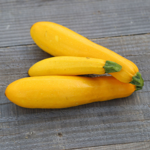 Plant courgette jaune gold rush