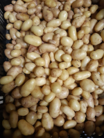 Pommes de terre nouvelle grenaille bf15