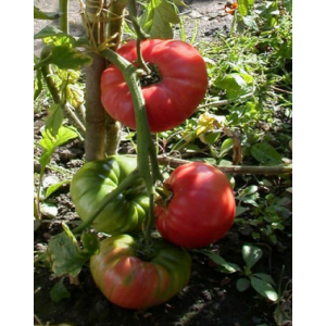 Plant tomate - 1884