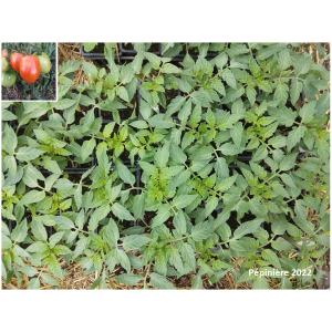 Plant tomate - amish paste (type roma)