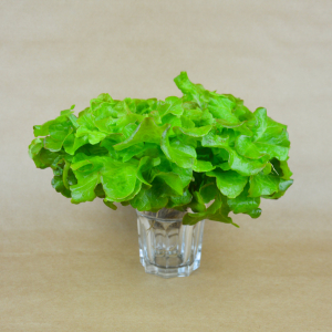 Laitue feuille de chêne