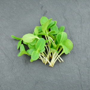 Micro-pousses de bourrache