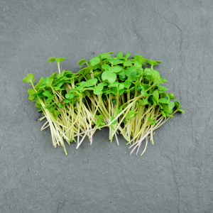 Micro-pousses de brocoli