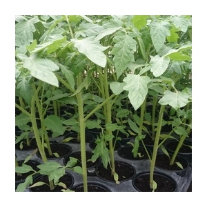 Plant de tomate cerise poire jaune