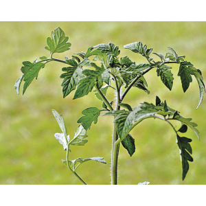 Plants de tomates coeur de boeuf