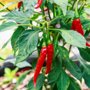 Plants piment de cayenne