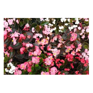 Begonia nainfeuille pourpre blanc