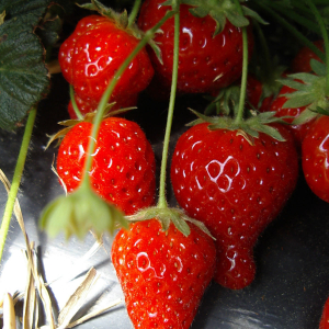 Plant vivace fraisier cijosée