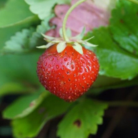 Plant vivace fraisier mara des bois