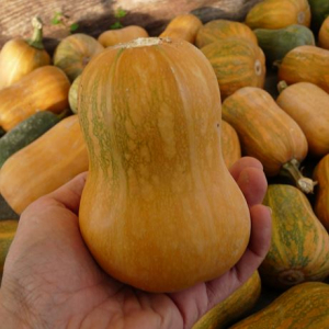 Plant courge honeynut