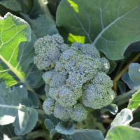 Plants de chou brocoli