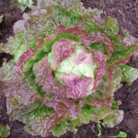 Plants de batavia rouge