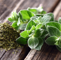 Plante vivace origan