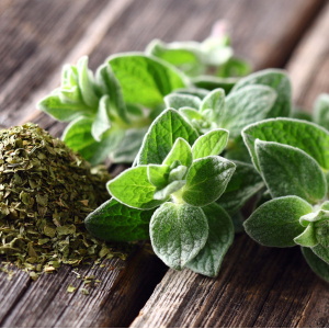 Plante vivace origan