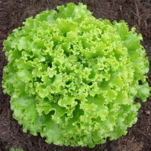 Salade verte bio
