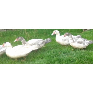 Filet canette, canard