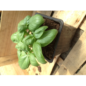 A planter : plant de basilic