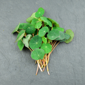 Micro-pousses de capucine