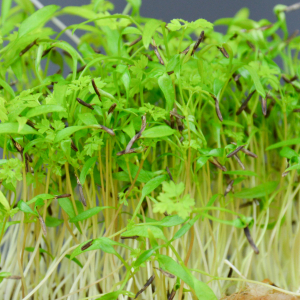 Micro-pousses de cerfeuil