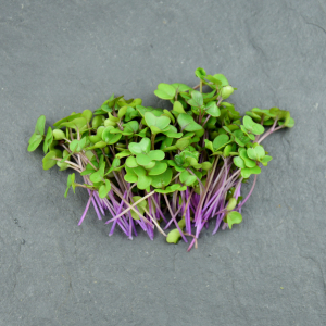 Micro-pousses de chou-rave rouge