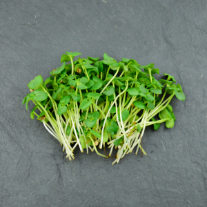 Micro-pousses de shiso vert