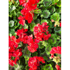 Geranium zonal rouge