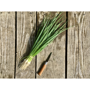 Oignons ciboule botte