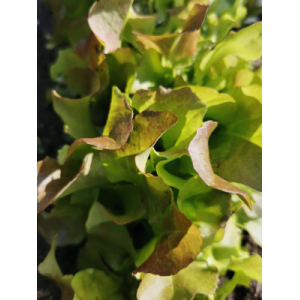 Laitue frisée d'amérique coupée