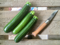 Courgettes primeurs