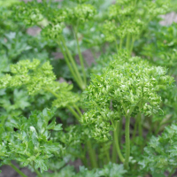 Plant aromatique persil frisé