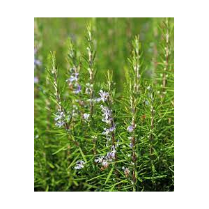 Eau florale romarin
