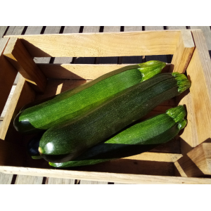 Courgette