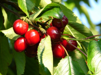 Cerises