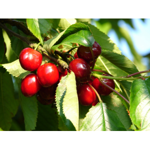 Cerises