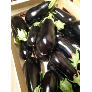 Aubergine
