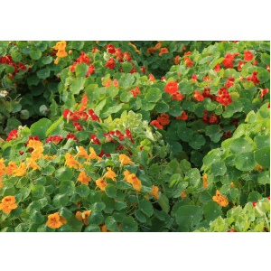 Plant capucine naine (annuelle/fleur comest)
