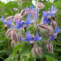 Plant bourrache (annuelle/fleur comestible)