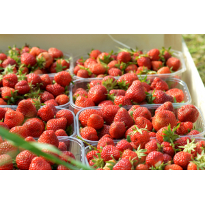 Fraises ciflorettes