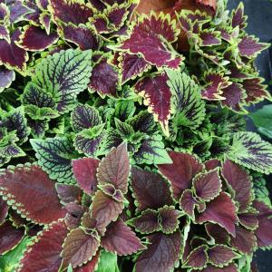 Coleus